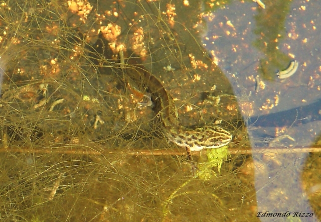 Aiuto identificazione-Lissotriton vulgaris,Triturus carnifex